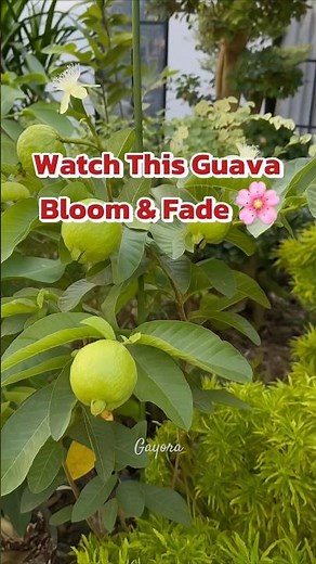 Amazing Guava Flower Time Lapse | From Bud to Bloom to Fade #gardening #plants #nature