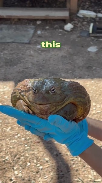 Georgie the African Bullfrog: Importance and Protection