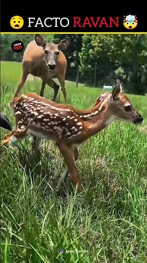 How does a mother deer protect her baby?