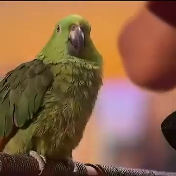 579K views · 8.9K reactions | Singing Parrot shocks everyone on AGT 2025 | AGT BEST VIDEO point | Facebook