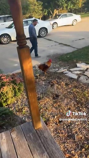 Surprising Chicken Eats Mouse in Hilarious Moment