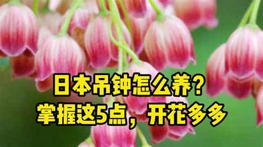 日本吊钟的养殖方法和注意事项，掌握这5点，开花多多