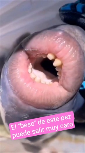 This fish has more sensual lips than you