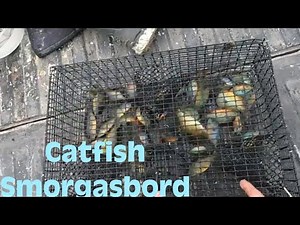 Insane Perch Trap Catch for New Pond!