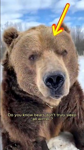 Why do bear 🐻🐻 hibernate?