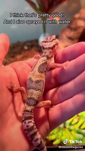 DIY Humid Hide for Leopard Gecko | Reptile Moist Hide Tutorial