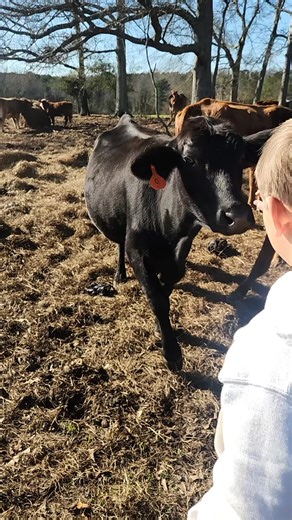 #farmkids #cowtok #farmlife #farmtok @Kimberly Stewart #fypviral