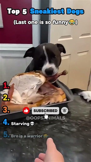 Top 5 Sneakiest Dogs