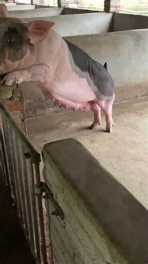 Pig Strikes a Pose: Farm Life Unplugged 👀