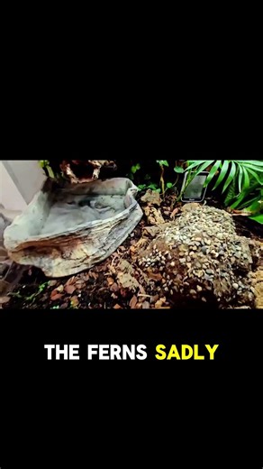 Bioactive for Ball Pythons: Plants #ballpython #snake #reptiles