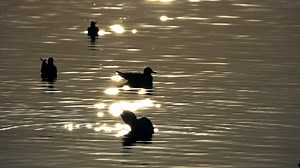 Silhouette of ducks in the water at dusk - Free Stock Video