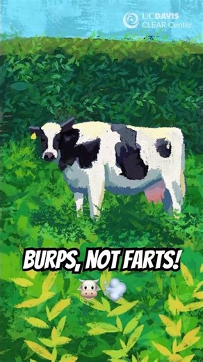 Burps, Not Farts! 🐮💨