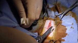 Spay and neuter surgery on a female cat in the operating room of a veterinary clinic