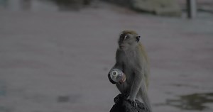 Download Monkey with empty plastic bottle