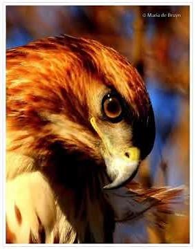 red tail hawk screeching sound.