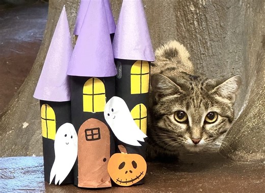 Utah’s Hogle Zoo celebrates Halloween with special enrichment activities for its animals