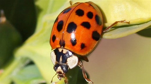 Asian lady beetle infestation? What to know about the ladybug-looking pest, what to do