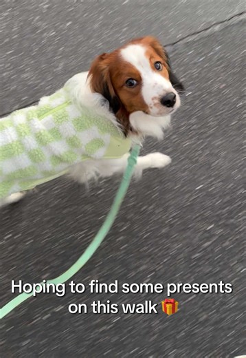 Did anyone else draw the most elaborate walking path on Nintendogs to try and collect as many presents as possible? 😅 #nintendogs #kooikerhondje #rarebreed #dogtok #videogames