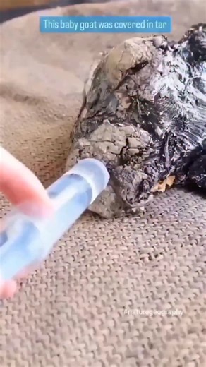 What a wonderful thing to rescue a baby goat that had fallen into a tar mire during road construction. Children heard the poor goat's whimpering and alerted their elders. The goat was then rescued by volunteer helpers, carefully cleaned and treated with medication, fed, and is now in safe hands. #goat #babygoat #goatlove #animallovers #naturegeography | Nature Geography