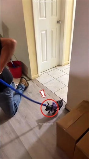 You Won’t Believe How Funny This Scary Dog Is! 🐶😆