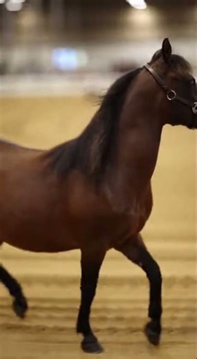 Golden Miniature Horse in Indoor Show Ring 🐴✨ | Ultra-Realistic 4K HD