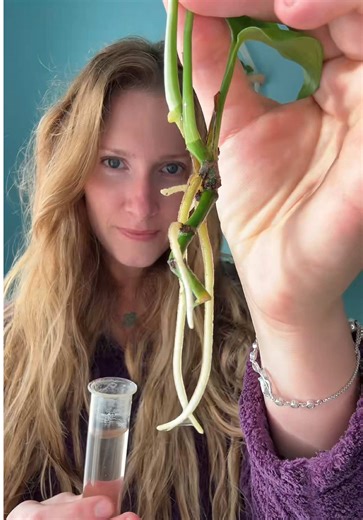 Growing Pothos: Propagation Tips for Success