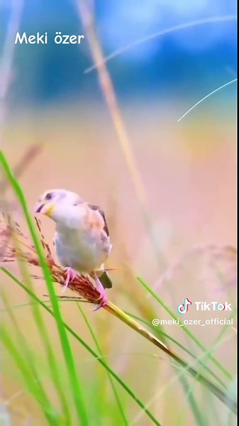 söz Adem Kılınç Serhedi ses Meki özer BESTEKAR #trt1 #trt #tikto #beniöneçıkart #kesfetteyiz #keşfet #keşfetteyizzz #tiktok #TRTKÜRDİ