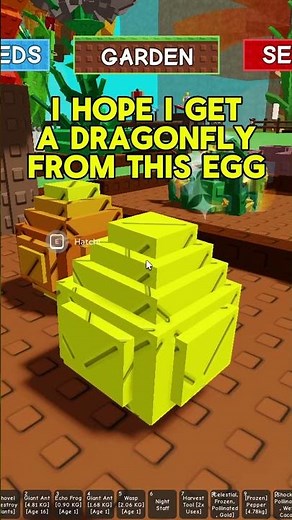 opening a common summer egg in grow a garden