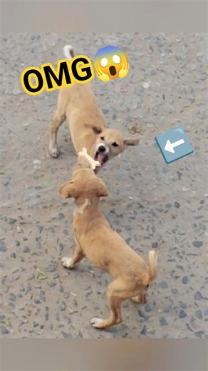 #dogfite🦴🐕🐶