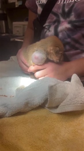 Global Veterinarians 🐾🩺 on Instagram: "➡️ MASSIVE ABSCESS DRAINAGE IN A PUPPY. • A puppy presented with a severe abscess nearly the size of his head. The abscess was carefully punctured, drained, and flushed with sterile solution to remove infection and reduce swelling . . . ➡️ Re-posted video strayrescuestl 🔄 . . . . #vets #dogtreatment #doghealth #canine #veterinary"