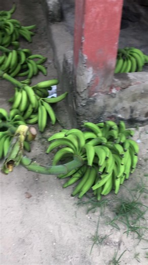 A bountiful harvest from the Plantain Plantation | Akudinulo Farms