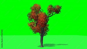tree japanese angelica fall green with shadow on green screen Stock Video
