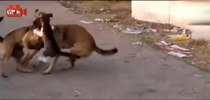 Dog VS Cat Fight - Very Funny Figthing - Dramatic! - Epic Animal Battle!