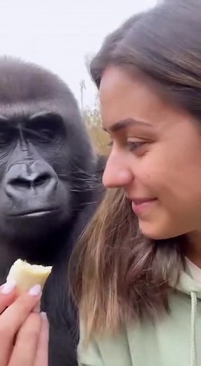 Gorilla testing new flavours 😋 #chimpanzee #animals #viral #wildlife | Alauna Roby