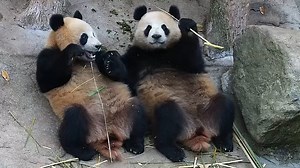 6.6K views · 595 reactions | No matter how big the bamboo I get, I always prefer others’ bamboo. (Qing Hua & Qing Lu) #HiPanda #CCRCGP For more panda information, please check out: https://en.ipanda.com | iPanda | Facebook