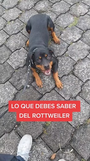 Los secretos del Rottweiler: educación canina y cuidados esenciales