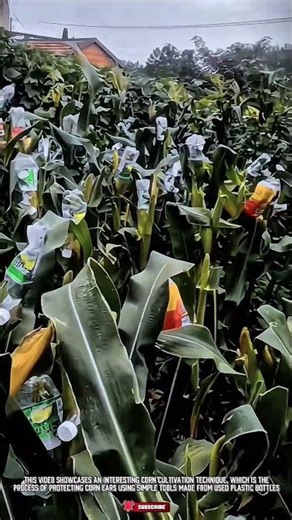 Eco-friendly Tool Made from Recycled Plastic Bottles: Creative Corn Protection