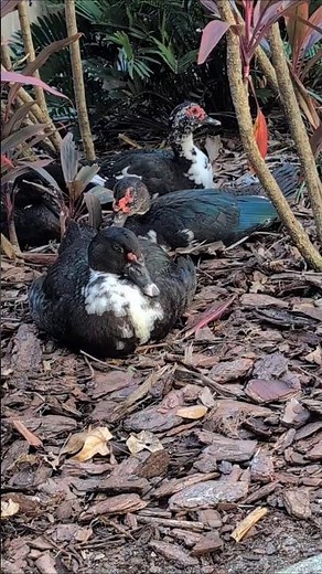 Docile Muscovy Ducks Relax Under Shrubs at Lake Eola Park! Orlando, Florida
