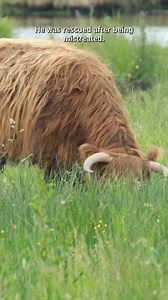 1.5K reactions · 93 shares | Each Barnyard Legend Plushie gives back to Gentle Barn, an organization dedicated to the rescue & protection of barnyard animals. Each barnyard plushie is super soft and features a scannable NFC chip. Tap your phone to the tag and you’ll be brought to a page where you can read about the animal you’re helping. Get Yours Today: https://followyourlegend.com/products/highland-cow-legend-plushie | Follow Your Legend | Facebook