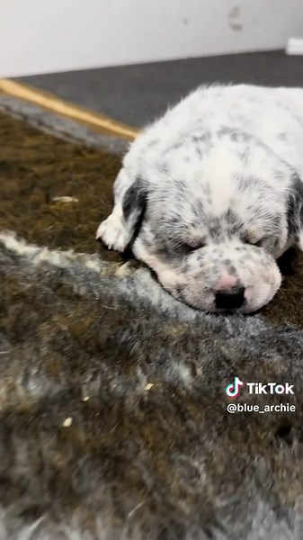 4 weeks old, Archie still has a little while to wait before he meets his new best friend 🥰 #puppy #cattledog #dogsoftiktok #cute
