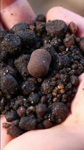 CAL’S TOP TIP: SWEET CAYENNED CRAYFISH WAFTERS! 🦞🔥 #dnabaits #carpfishing #carpbait #carp