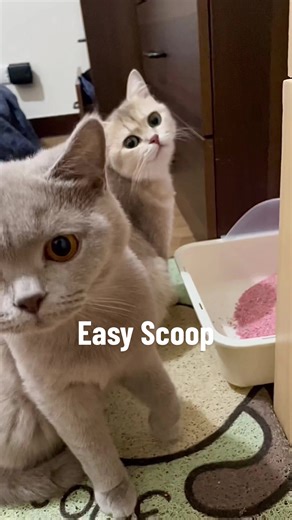 Easy Scoop Cat Litter: Baby Powder & Peach Scent