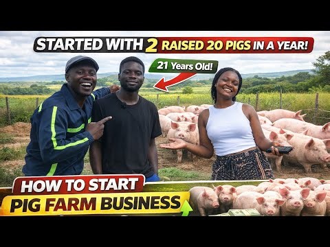 How you can start small on a Pig Farming in Zimbabwe