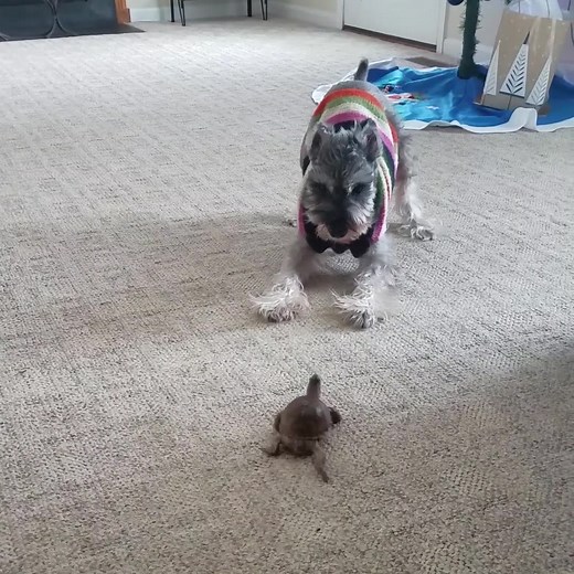 624K views · 7K reactions | Turtles are awesome, and sometimes ninjas | Best Pets Ever | Facebook