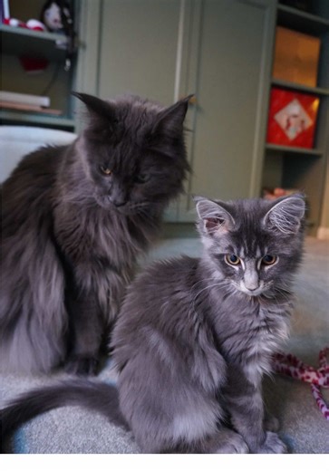 Introducing a Sister for Our Cat Mrs. Norris