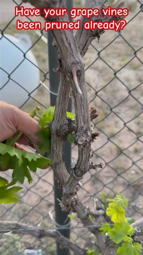 Have your grape vines been pruned already? #backyardnature #arizonaspring