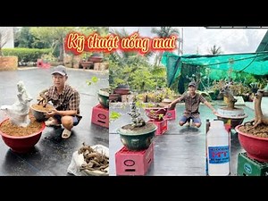 Effective techniques for drinking mai and caring for grafted mai trees, shared by uncles, aunts, ...