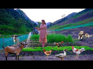 Full video: My daily life on the big farm, farming and raising animals | Live outside with nature