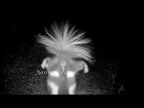 Spotted Skunk Handstands Camera