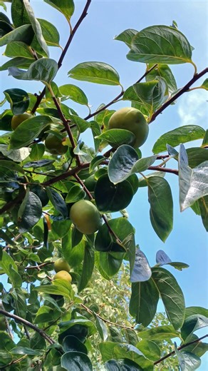Persimmon (Diospyros kaki) | Can you spot the different stages of these New Zealand-grown fruits?🇳🇿
